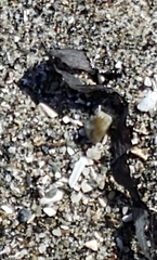 Traskorchestia traskiana