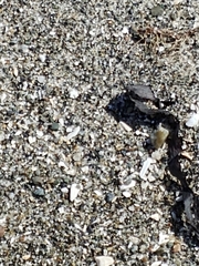 Traskorchestia traskiana