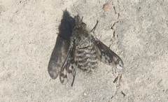 Conophorus fenestratus