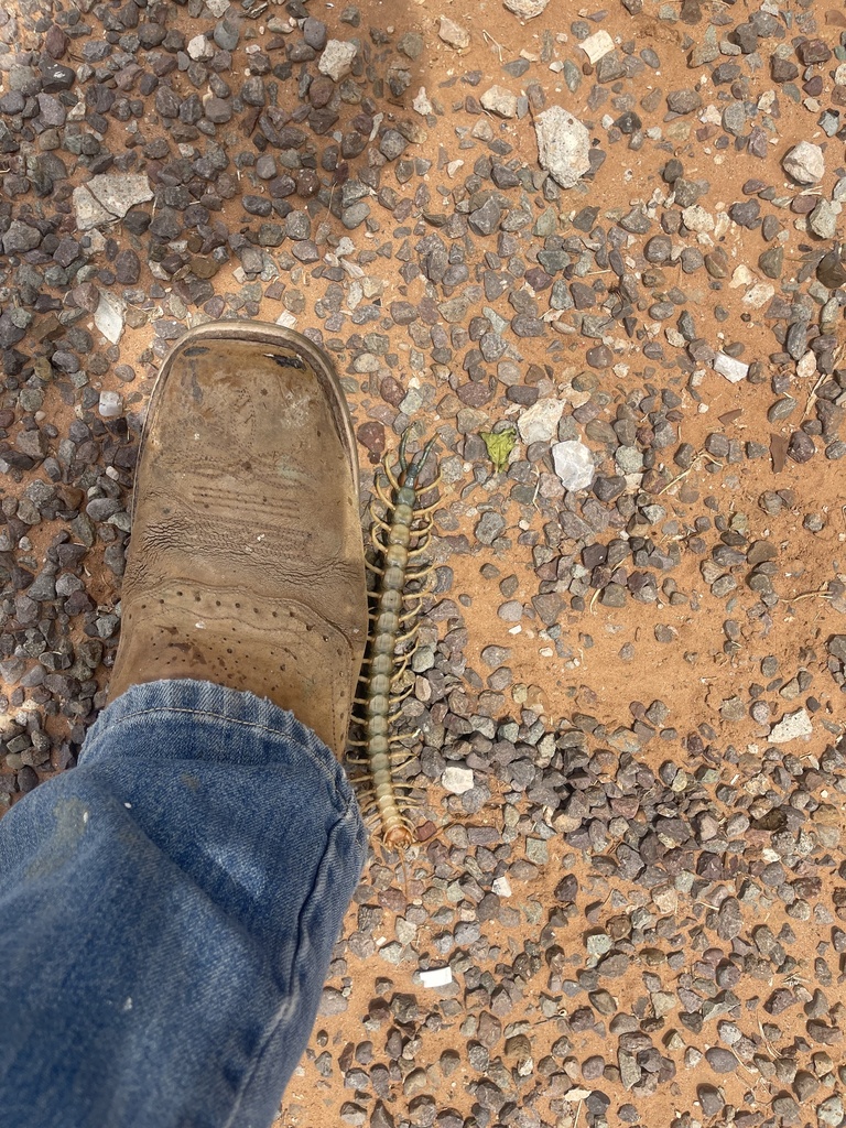 Giant Centipedes from N Sunflower Ave, Gardendale, TX, US on June 9 ...