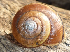 Helminthoglypta phlyctaena