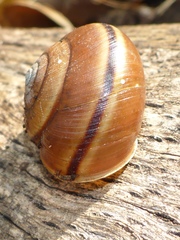 Helminthoglypta phlyctaena