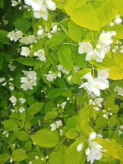 Philadelphus coronarius