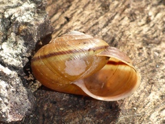 Helminthoglypta phlyctaena