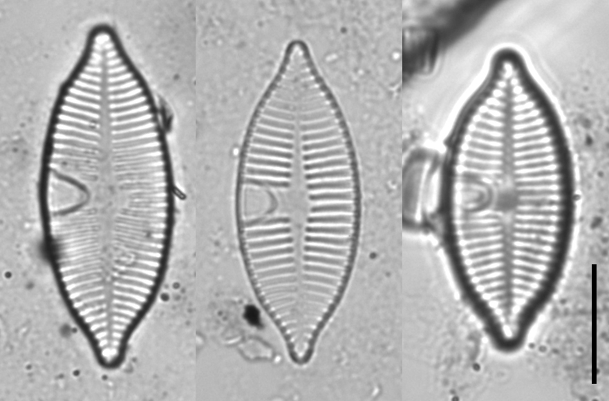 Planothidium apiculatum