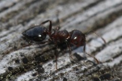Crematogaster cerasi