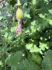 Ribes lobbii