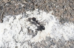 Monomorium ergatogyna