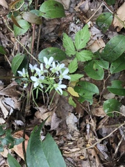 Cardamine diphylla
