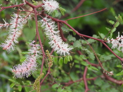 Mimosa dysocarpa