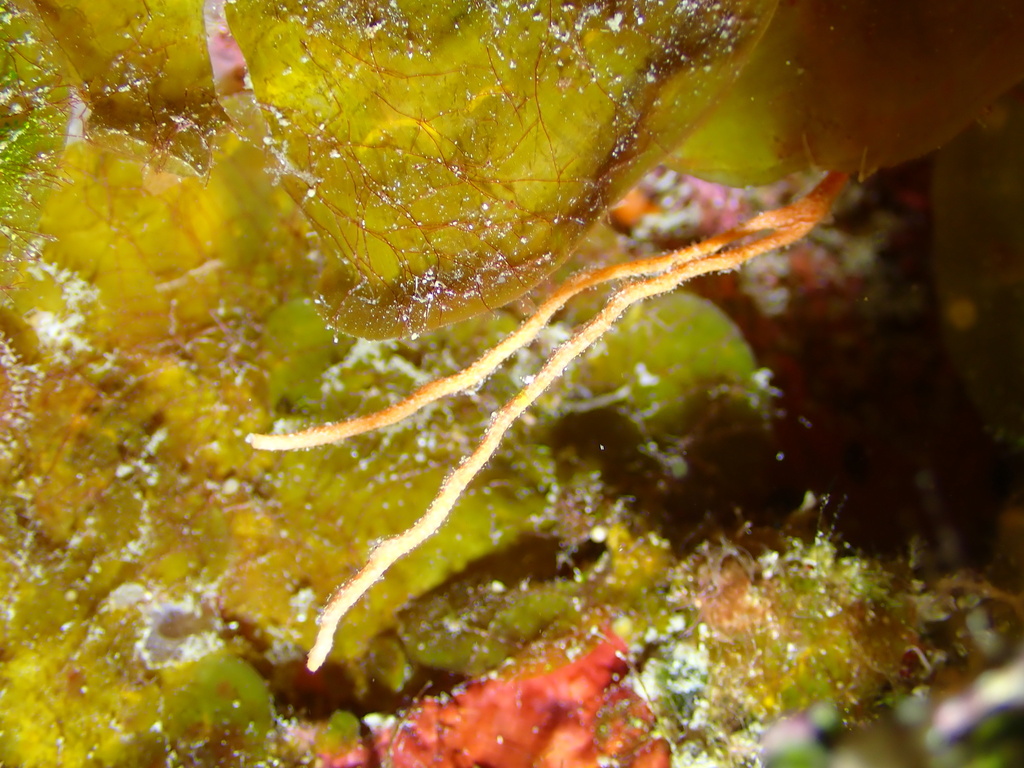 Agelas repens