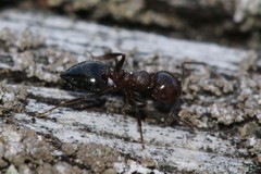 Crematogaster cerasi