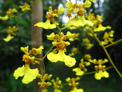 Oncidium klotzscheanum