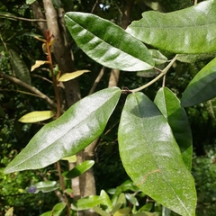 Aextoxicon punctatum