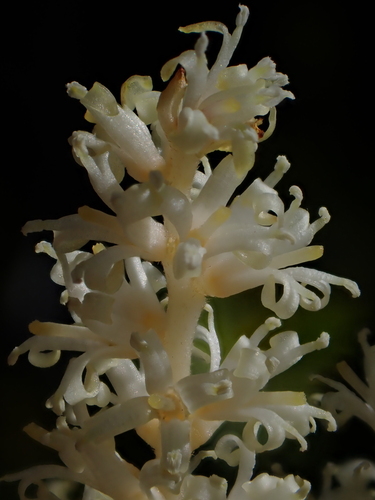 Orites myrtoideus, photograph 2
