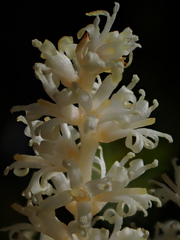 Orites myrtoideus, photograph Nolan Exe, CC BY, iNaturalist via GBIF