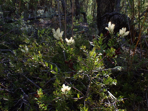 Orites myrtoideus, photograph 1