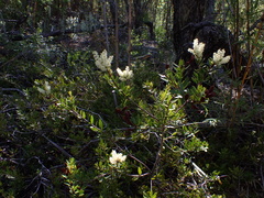 Orites myrtoideus, photograph Nolan Exe, CC BY, iNaturalist via GBIF