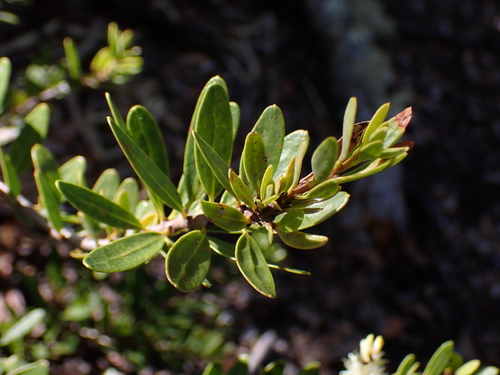Orites myrtoideus, photograph 3