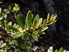 Orites myrtoideus, photograph Nolan Exe, CC BY, iNaturalist via GBIF