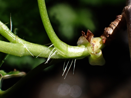 Image of Ribes magellanicum by (c) Nolan Exe, some rights reserved (CC BY)