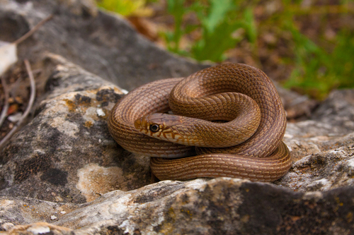 Photo of a Narrow-striped Dwarf Snake (Eirenis decemlineatus)