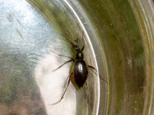 Palaeostigus prolongatus