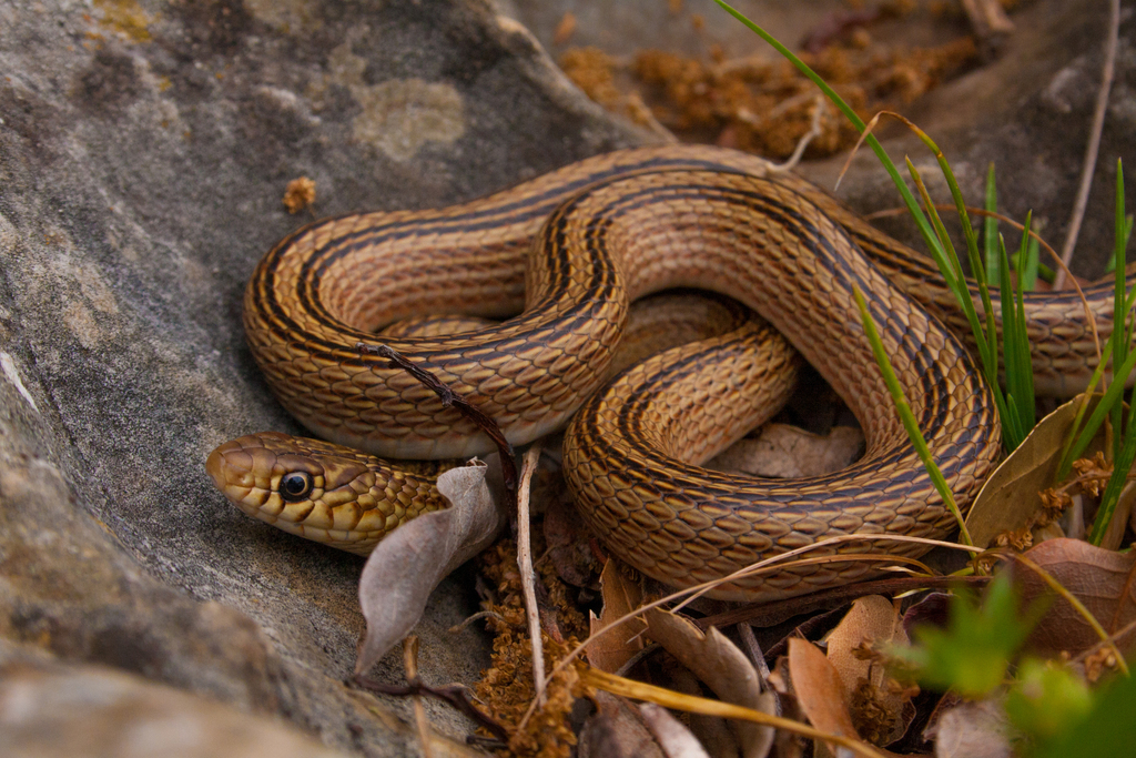 Narrow-striped Dwarf Snake