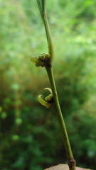 Chaetocarpus myrsinites