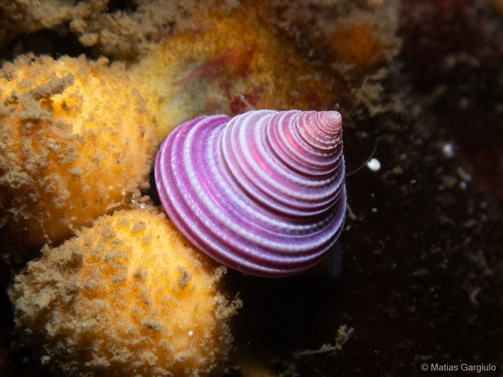 Calliostoma consimile