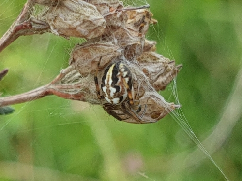 Bordered Orbweaver, Appelscha, Alankomaat, photo 7 of 10