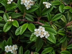 Cotoneaster horizontalis