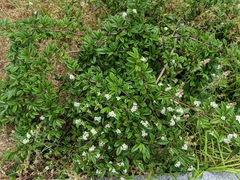 Cotoneaster horizontalis