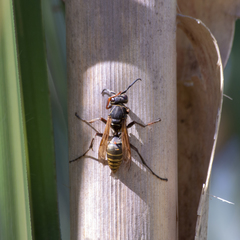 Polistes cinerascens