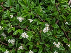 Cotoneaster horizontalis