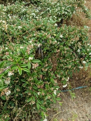 Cotoneaster horizontalis