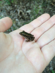 Lithobates sphenocephalus utricularius