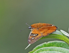 Myscelus amystis hages