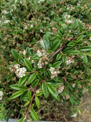 Cotoneaster horizontalis