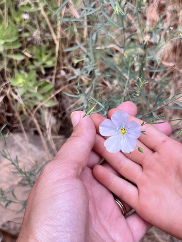 iNaturalist observation 2024-06-09