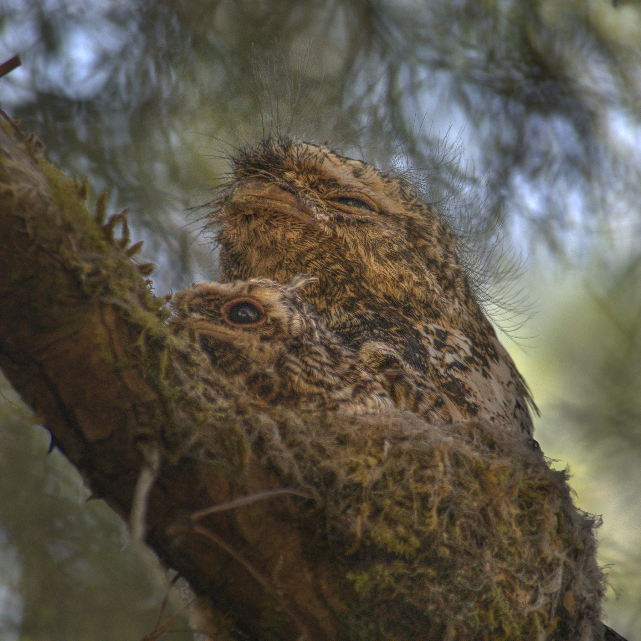 Hodgson's Frogmouth (Batrachostomus hodgsoni), photo 7