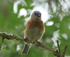 Sialia mexicana