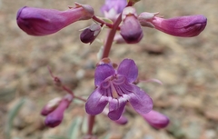 Penstemon patens