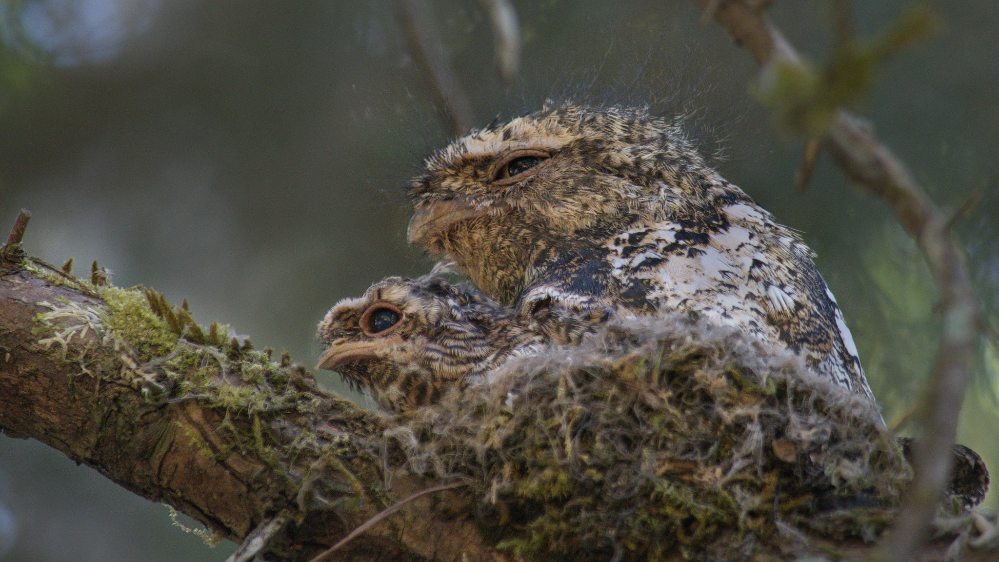 Hodgson's Frogmouth (Batrachostomus hodgsoni), photo 8