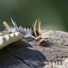 Halysidota ruscheweyhi