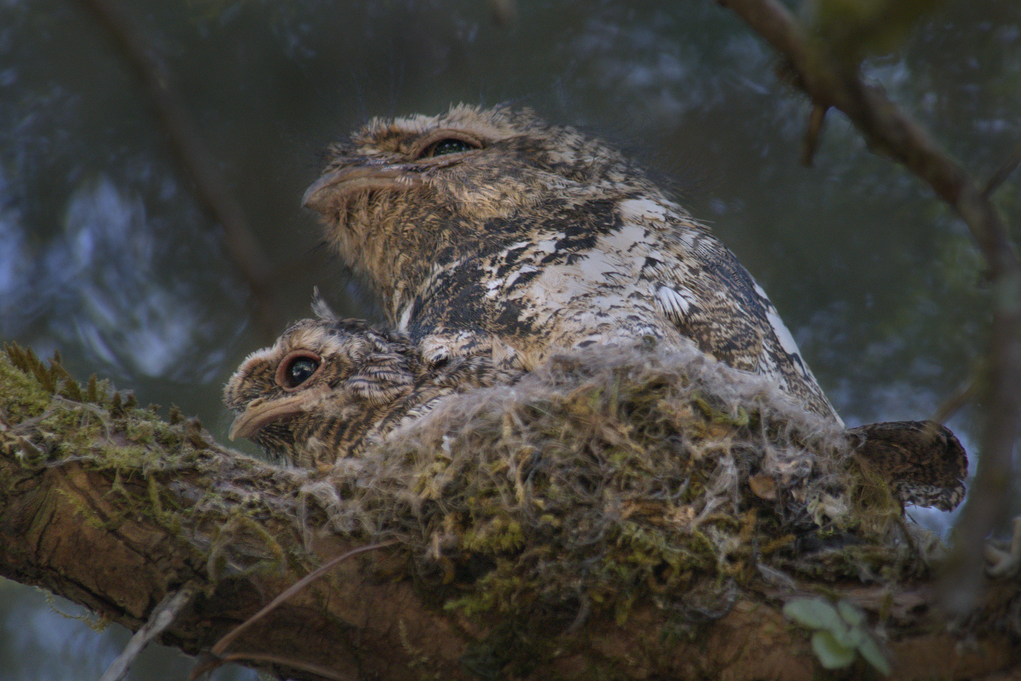 Hodgson's Frogmouth (Batrachostomus hodgsoni), photo 9