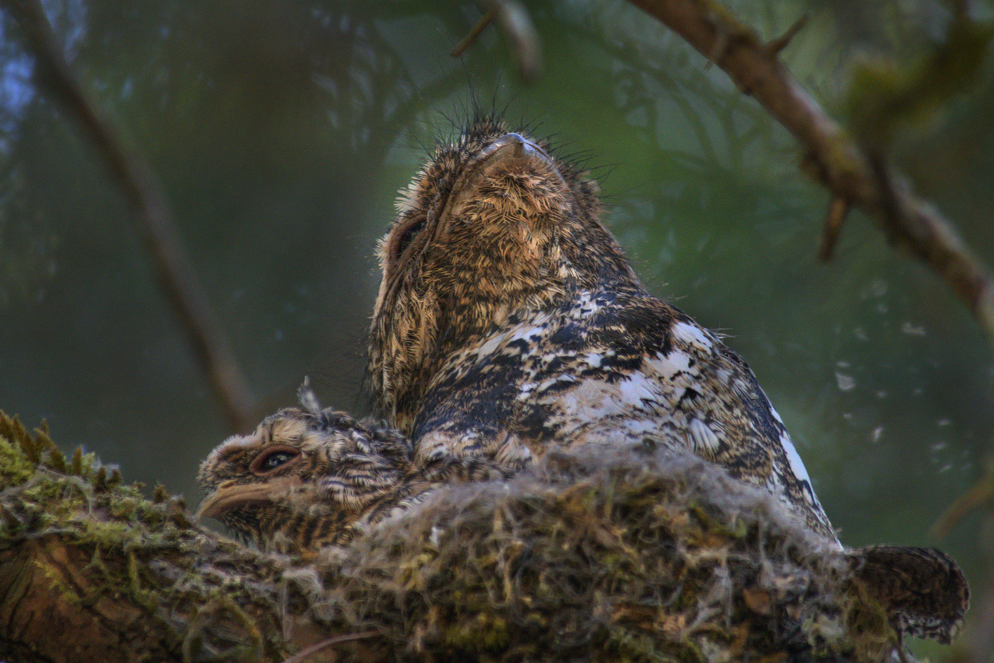 Hodgson's Frogmouth (Batrachostomus hodgsoni), photo 10
