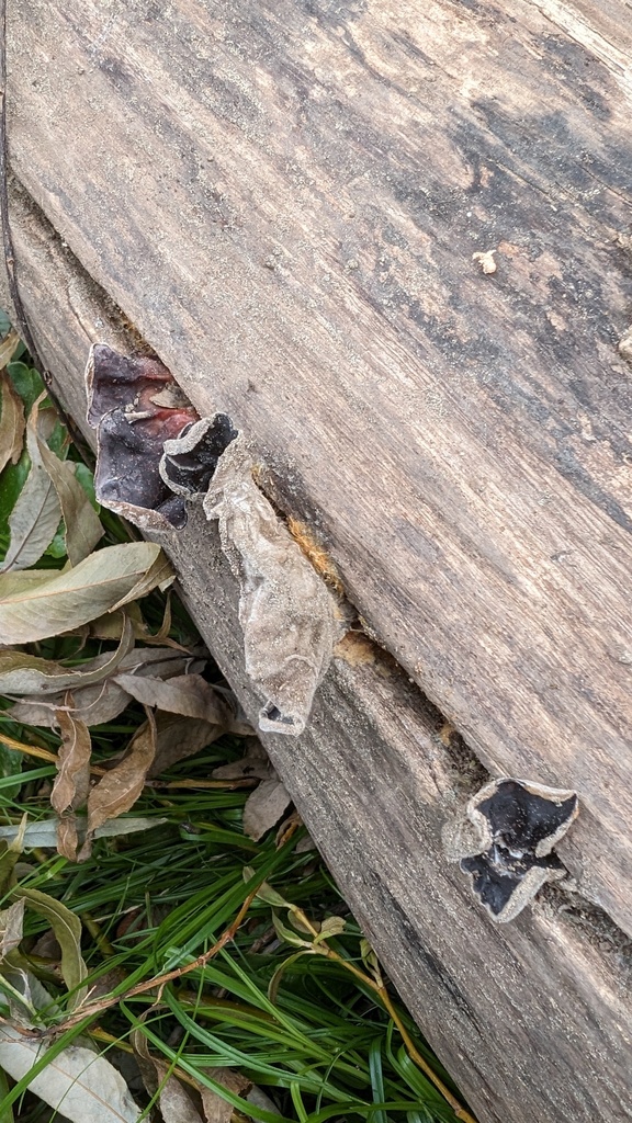 Auricularia polytricha · June 2024 · photo: © atsushi_nakajima_cirque (iNaturalist, cc-by)