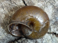 Helminthoglypta phlyctaena
