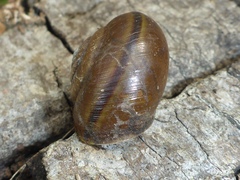 Helminthoglypta phlyctaena